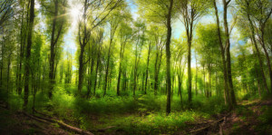 Tragetasche - Grüner Wald Mit Erhebendem Sonnenschein oder mit Eige...