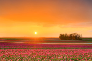Foto Tragetasche - Sonnenuntergang In Einem Tulpenfeld oder mit Eig...