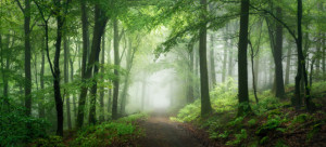 Motiv als Tragetasche - Verträumter Grüner Wald Im Nebel oder mit E...