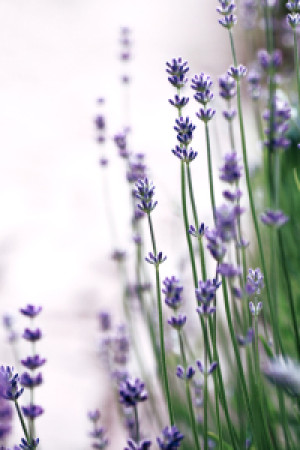 Wunschbild als Türfolie - Lavendel oder mit Eigenem Foto