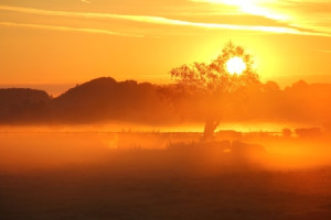 Fotos Türfolie - Kühe Im Sonnenaufgang oder mit Eigenem Foto