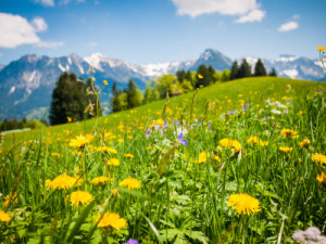 Türfolie - Im Allgäu oder mit Eigenem Foto