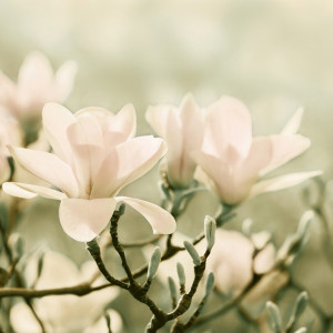 Wunschbild auf Türfolie - Magnolien oder mit Eigenem Foto