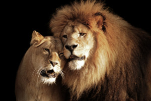 Bild auf Türfolie - Can You Feel The Love Tonight oder mit Eigenem ...
