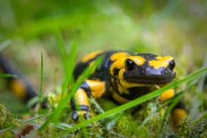 Motiv auf Türfolie - Feuersalamander - Salamandra Salamandra oder m...