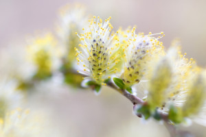 Türfolie - Trauerweidekätzchen Salix Alba Tristis oder mit Eigenem ...