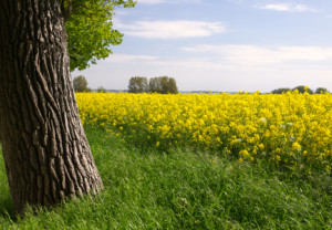 Wunschbild auf Türfolie - Rügen Lancken Rapsfeld oder mit Eigenem F...