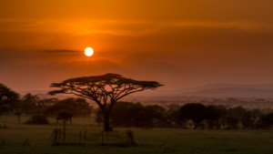 Wunschbild auf Türfolie - Sonnenuntergang In Der Serengeti oder mit...