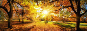 Wunschbild als Türfolie - Die Sonne Verzaubert Die Bäume Im Herbst ...