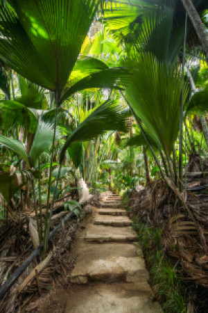 Wunschbild Türfolie - Vallee De Mai Auf Den Seychellen oder mit Eig...