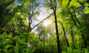 Wunschbild als Türfolie - Grüner Wald Im Licht oder mit Eigenem Foto