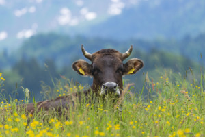 Motiv Türfolie - Kuh Im Frühling oder mit Eigenem Foto