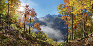 Bild auf Türfolie - Herbstlicher Bergwald oder mit Eigenem Foto