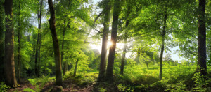 Foto auf Türfolie - Herrliche Waldlandschaft Mit Üppig Grünen Bäume...