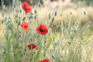 Wunschbild als Türfolie - Klatschmohn Auf Wildgras Wiese oder mit E...