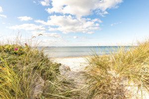Bilder Türfolie - Strandrosen In Den Ostseedünen oder mit Eigenem F...