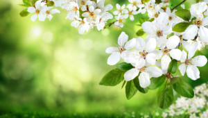 Foto auf Türfolie - Weiße Blüten Auf Natur Hintergrund oder mit Eig...