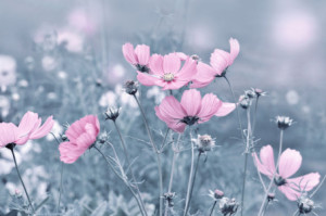 Wunschmotiv als Türfolie - Cosmea oder mit Eigenem Foto