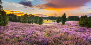 Wunschbild auf Türfolie - Heideblüte oder mit Eigenem Foto