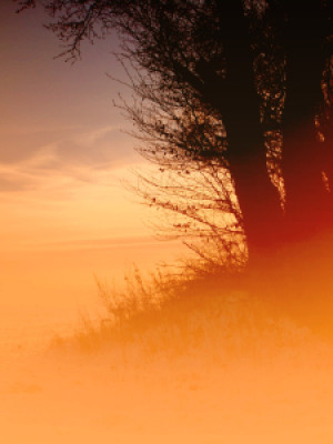 Wunschbild Untersetzer - Nebulous Tree oder mit Eigenem Foto