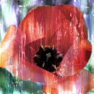 Motiv Untersetzer - Red Bloom oder mit Eigenem Foto