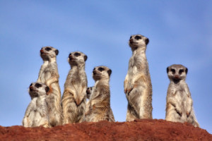 Wunschbild als Untersetzer - Erdmännchen Beobachtet Fotograf oder m...