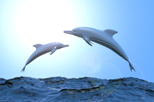 Foto auf Untersetzer - Dolphins Ii oder mit Eigenem Foto