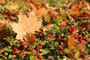 Wunschbild Untersetzer - Herbstliche Impression oder mit Eigenem Foto