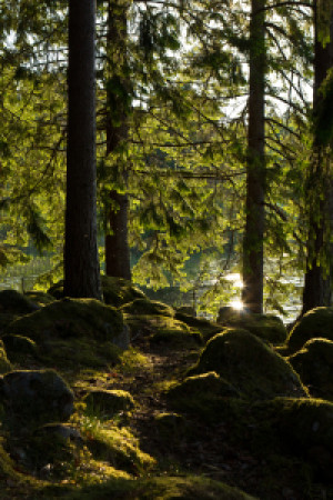 Bild Untersetzer - Wald In Schweden 3 oder mit Eigenem Foto