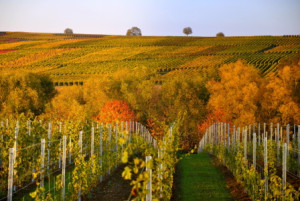 Wunschmotiv auf Untersetzer - Herbst Im Weinberg oder mit Eigenem Foto