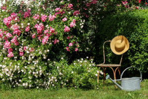 Foto auf Untersetzer - Rosengarten oder mit Eigenem Foto