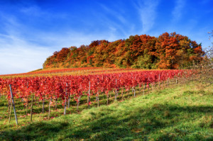 Bild auf Untersetzer - Herbst Im Weinberg oder mit Eigenem Foto