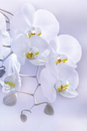 Wunschbild auf Untersetzer - Orchidee oder mit Eigenem Foto