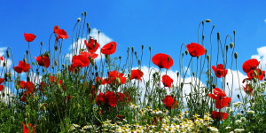 Wunschbild auf Untersetzer - Mohnblumenwiese oder mit Eigenem Foto
