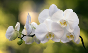 Wunschmotiv als Untersetzer - Der Zweig Der Orchideen Im Garten ode...