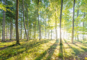 Wunschbild auf Untersetzer - Sonnenaufgang Im Wald oder mit Eigenem...