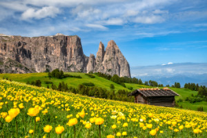 Fotos Untersetzer - Frühling Auf Der Seiser Alm In Südtirol oder mi...