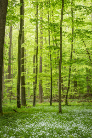 Motiv Untersetzer - Frühling Im Wald oder mit Eigenem Foto