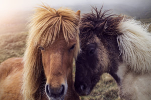 Foto Untersetzer - Pferde Auf Den Färöer Inseln oder mit Eigenem Fo...