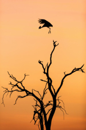 Foto auf Untersetzer - Sonnenaufgang In Afrika oder mit Eigenem Foto