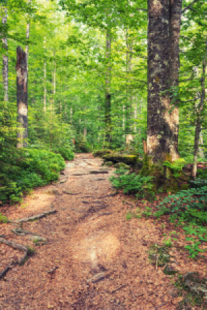 Bild auf Untersetzer - Waldweg Im Wald oder mit Eigenem Foto