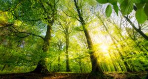 Foto Untersetzer - Sonne Scheint Durch Grüne Laubbäume Im Wald oder...