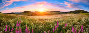 Bild auf Untersetzer - Panorama Einer Blumenwiese Bei Sonnenunterga...