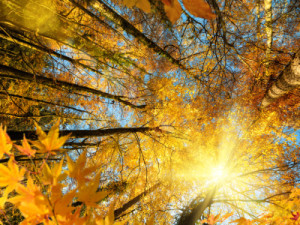 Motiv auf Untersetzer - Sonne Scheint Durch Gelbes Blätterdach oder...