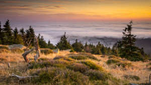 Wunschmotiv auf Untersetzer - Pure Natur Im Harz oder mit Eigenem Foto
