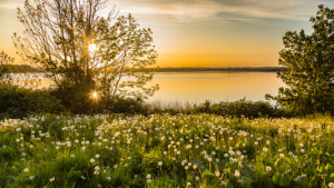 Foto Untersetzer - Wiesenleuchten oder mit Eigenem Foto