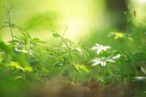 Wunschmotiv auf Untersetzer - Waldmeister Kräuter Aus Der Natur ode...