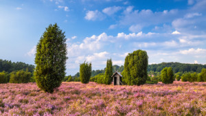 Wunschmotiv Untersetzer - Bienenhäuschen In Der Blühenden Heide ode...
