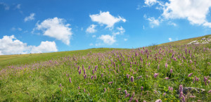 Wunschmotiv auf Untersetzer - Knöterich-Wiese Am Monte Baldo oder m...