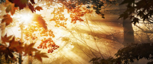 Bild Untersetzer - Sonnenstrahlen Im Nebel Hinter Herbstblättern od...